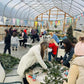 Holiday Wreaths in The Greenhouse December 6th