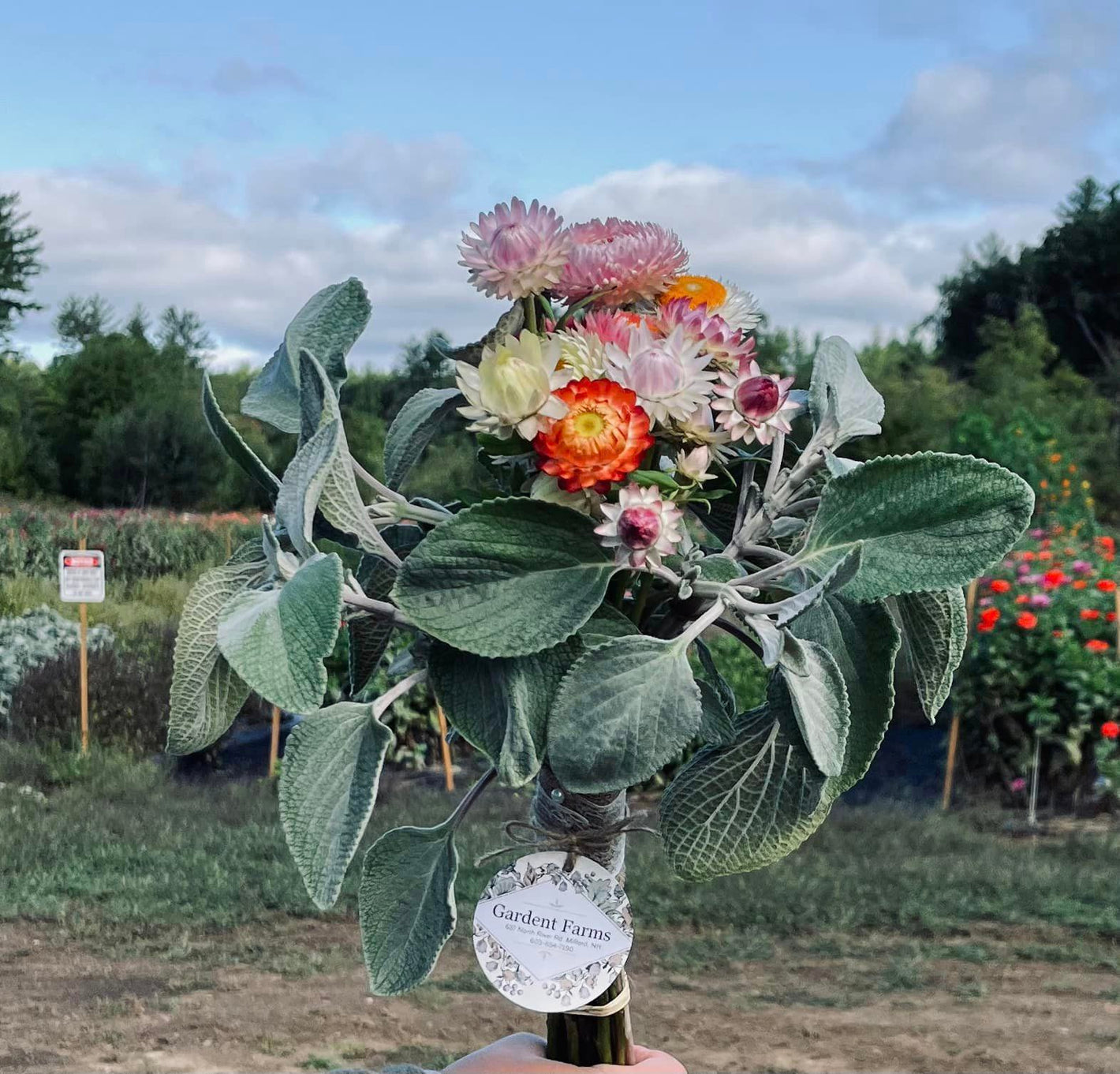 Photograph of a beautiful floral bouquet including multicolored strawflowers from Gardent Farms. 