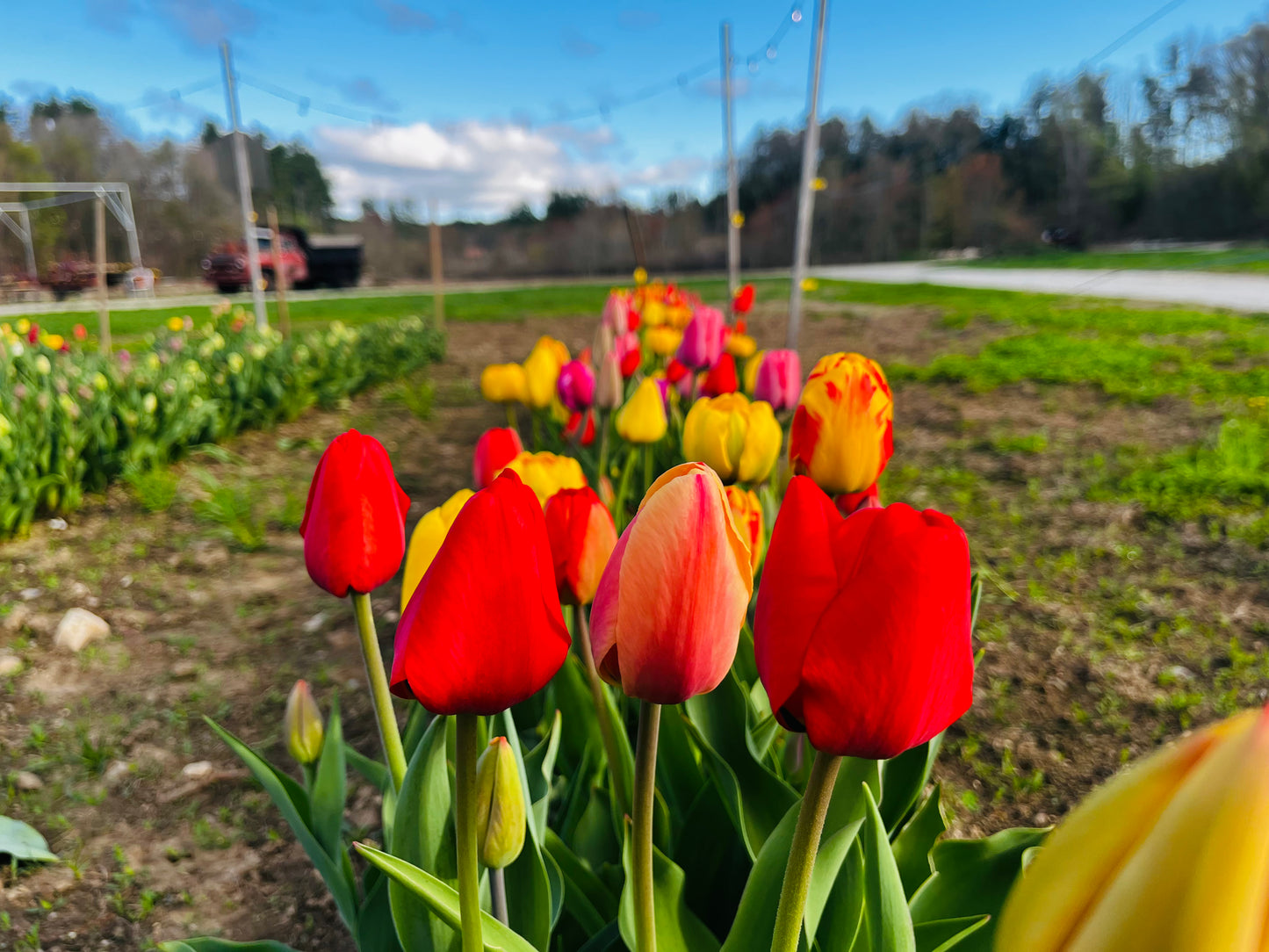 Spring 2026 Tulip Subscription