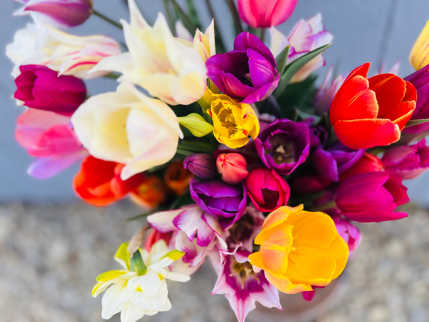 Spring 2026 Tulip Subscription