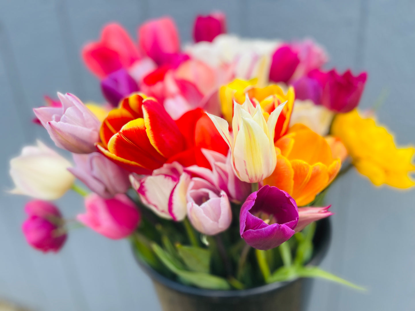 Spring 2026 Tulip Subscription