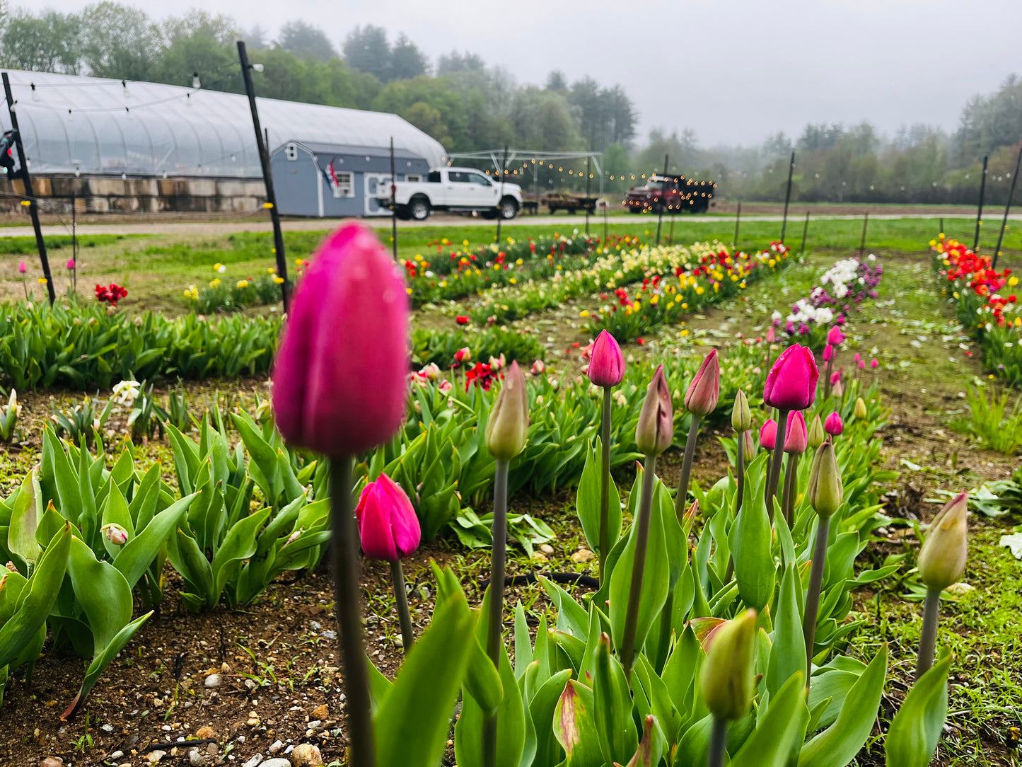 Spring 2026 Tulip Subscription