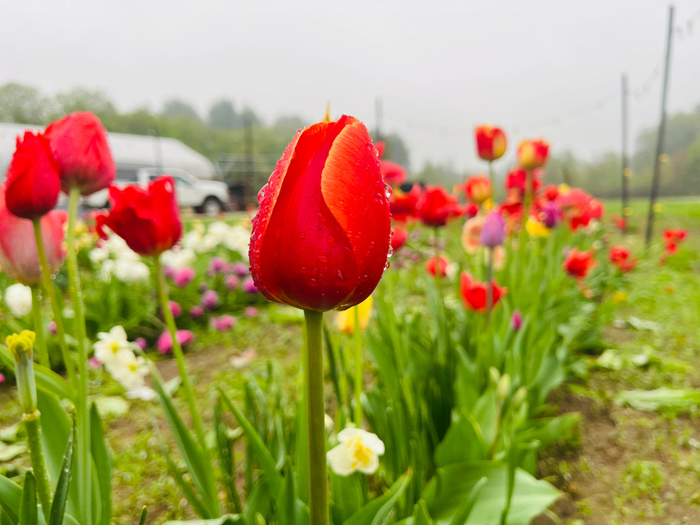 Spring 2026 Tulip Subscription