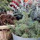 Holiday Wreaths in The Greenhouse November 21st