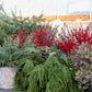 Holiday Wreaths in The Greenhouse November 21st