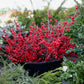 Holiday Wreaths in The Greenhouse November 21st
