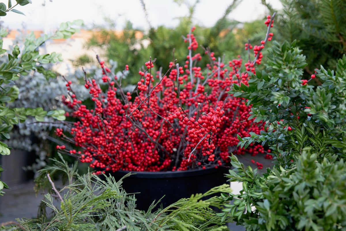 Holiday Wreaths in The Greenhouse November 21st