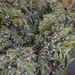 Holiday Wreaths in The Greenhouse November 21st