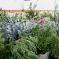 Holiday Wreaths in The Greenhouse November 21st