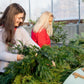 Holiday Wreaths in The Greenhouse November 21st