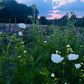 🌕 Full Moon Slow Flow & Sound Bath in the Greenhouse | June 29