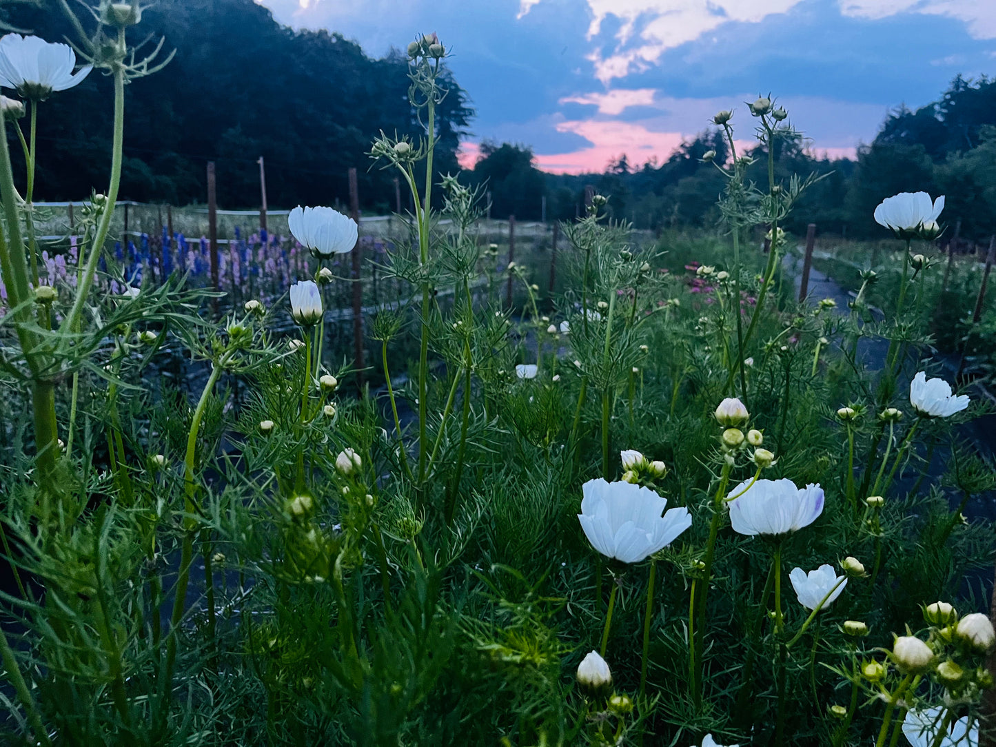 🌕 Full Moon Slow Flow & Sound Bath in the Greenhouse | June 29